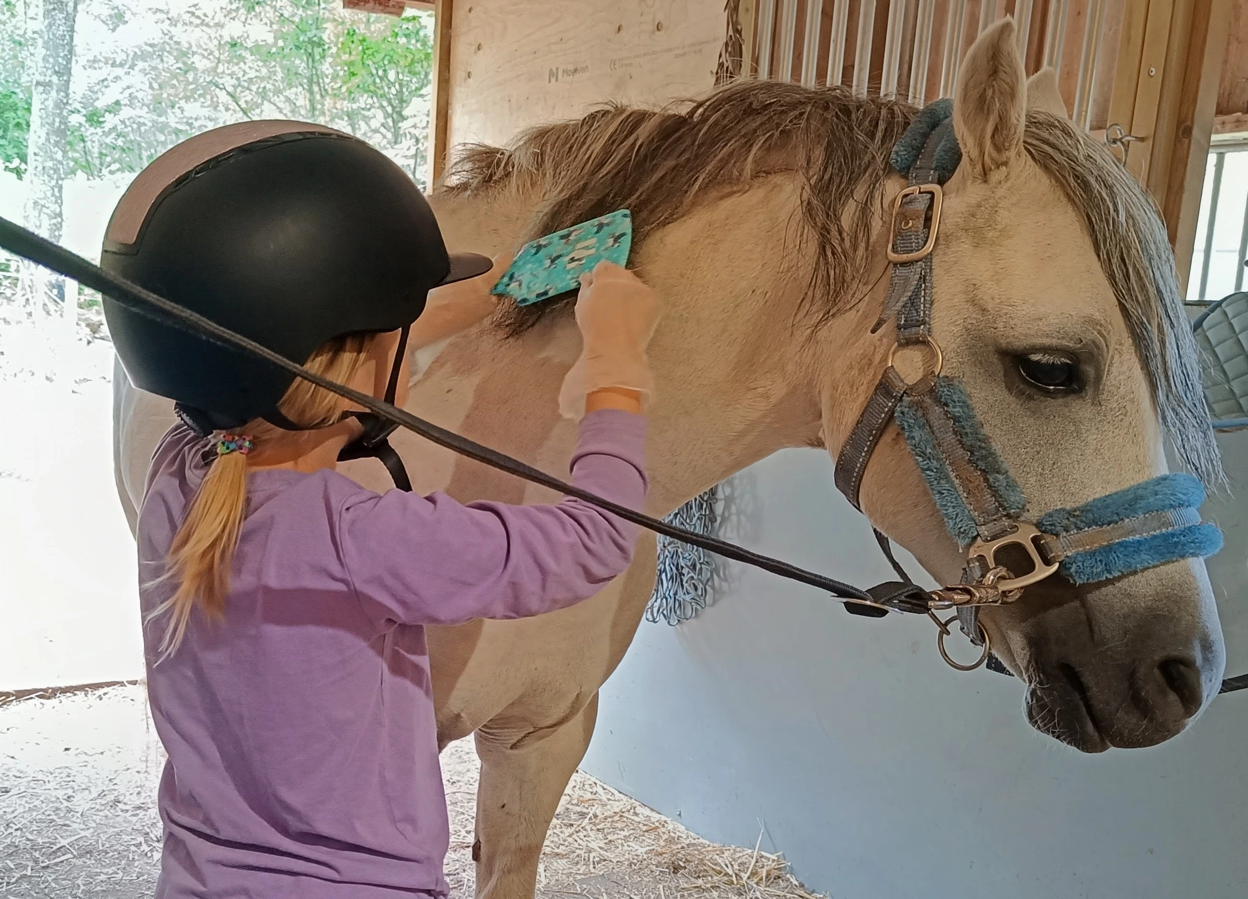 horses