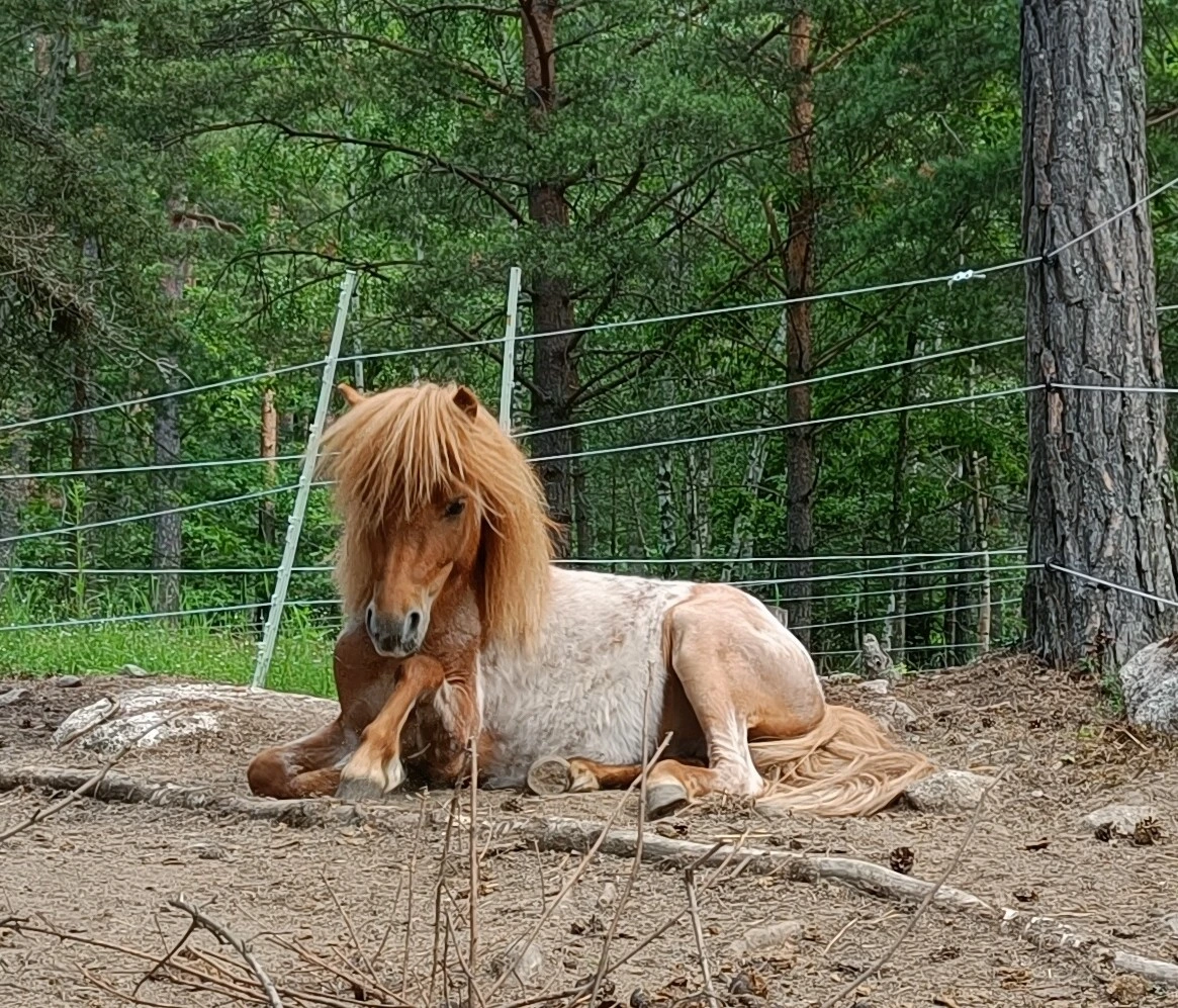 horses
