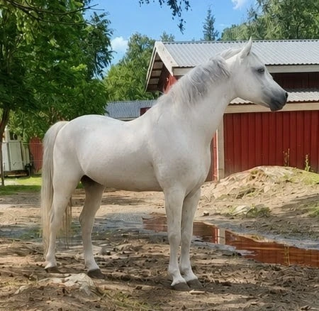 horses