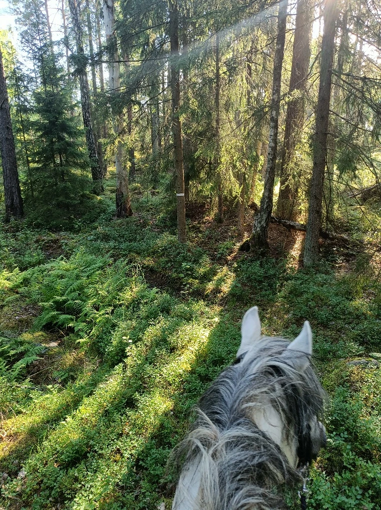horses